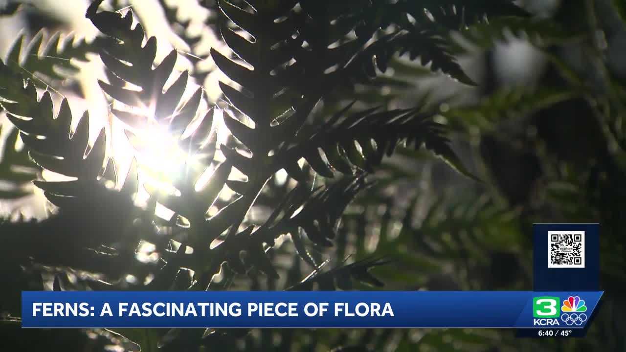 Fern-tastic Finds: Discovering California's Hidden Green Treasures!