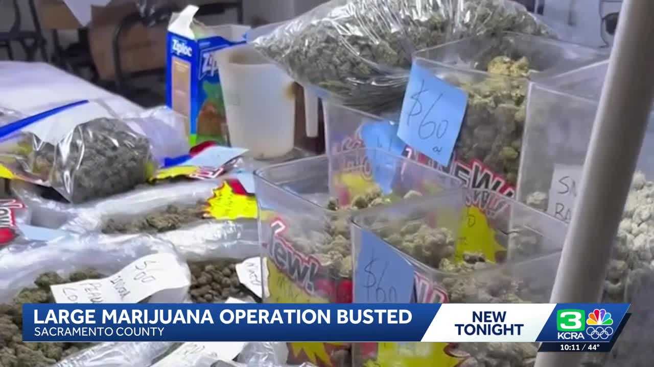 Caught Green-Handed: Sacramento's Security Company Owner Linked to Massive Marijuana Bust