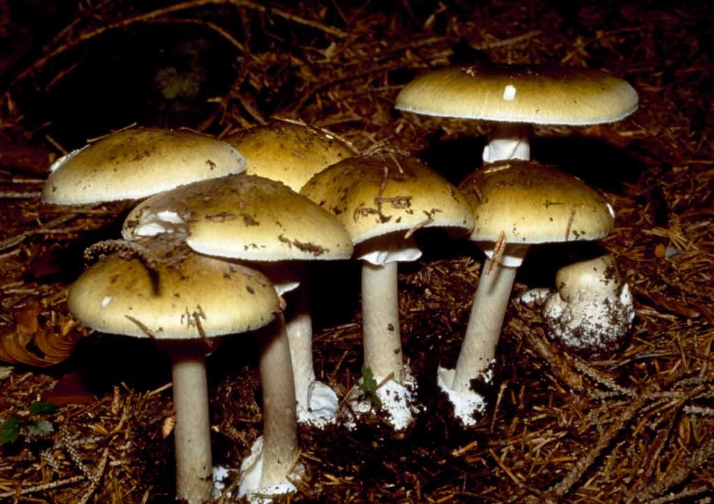 Foraging Gone Wrong: The Deadly Risks of Wild Mushrooms in California