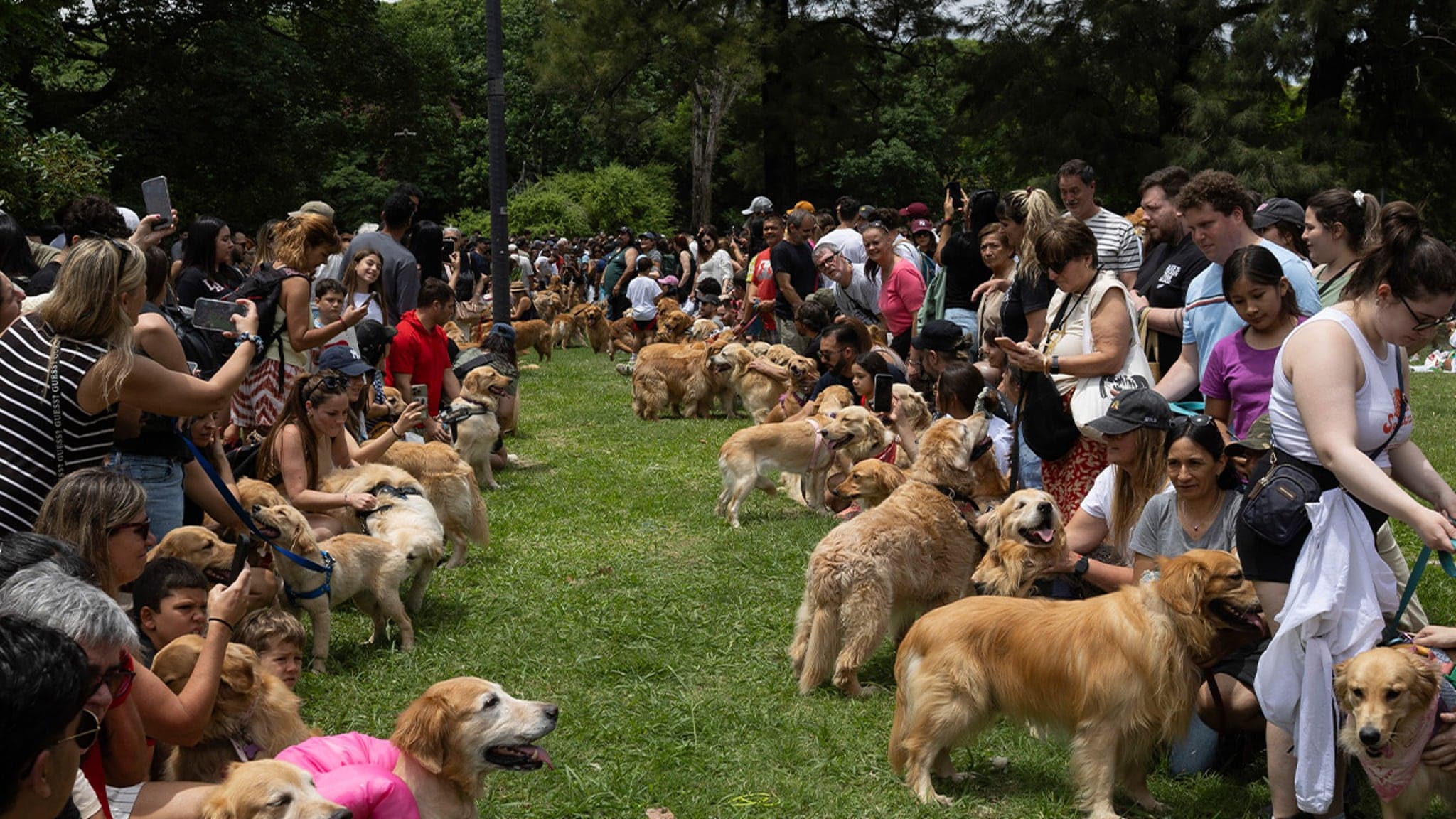 Tails of Joy: Golden Retrievers Set Paw-some World Record in Buenos Aires!