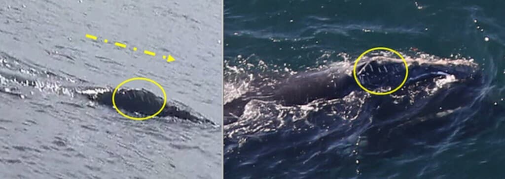 Whale Migration Mystery: An Irish Traveler's Surprising Journey to Boston!