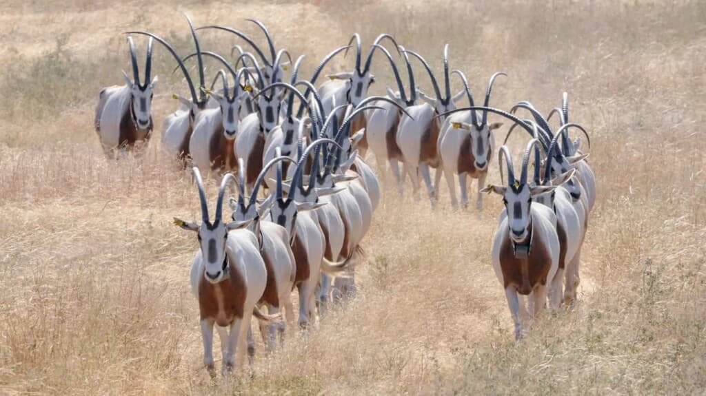 From Extinction to Endurance: The Remarkable Comeback of the Scimitar-Horned Oryx