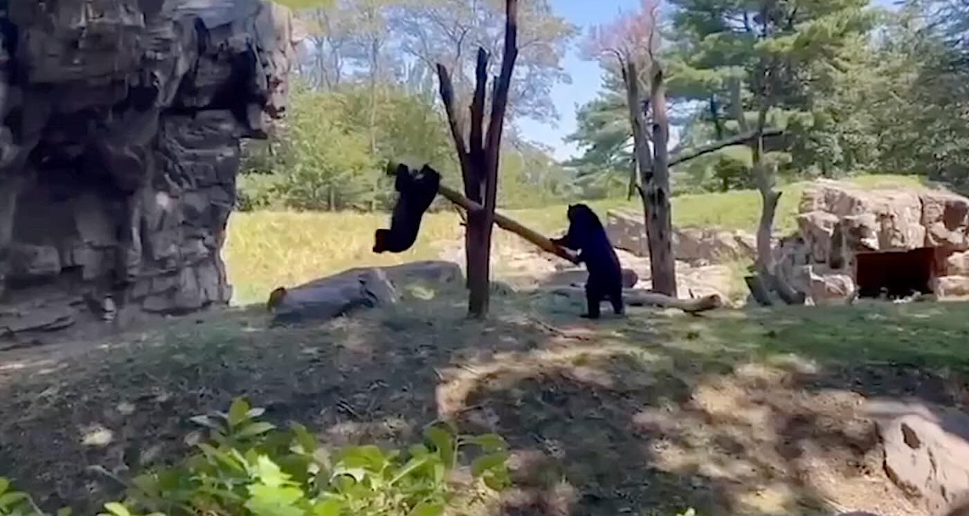 Bears Get Creative: Watch Two Andean Cubs Turn a Branch into a See-Saw!
