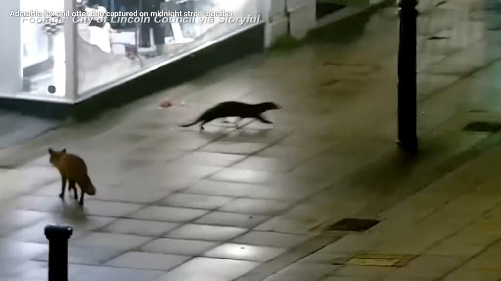 Otterly Delightful: A River Otter's Return to Lincoln's Streets Unveils Conservation Success!