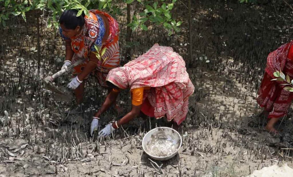 From Tragedy to Triumph: How ‘Tiger Widows’ are Reclaiming Their Lives and Restoring Nature