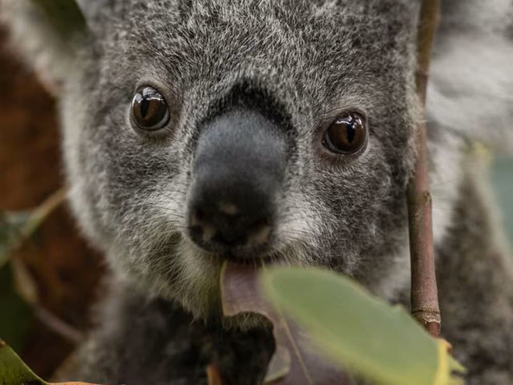 Taronga Zoo's Bold Plan: Rewilding Australia One Koala at a Time!