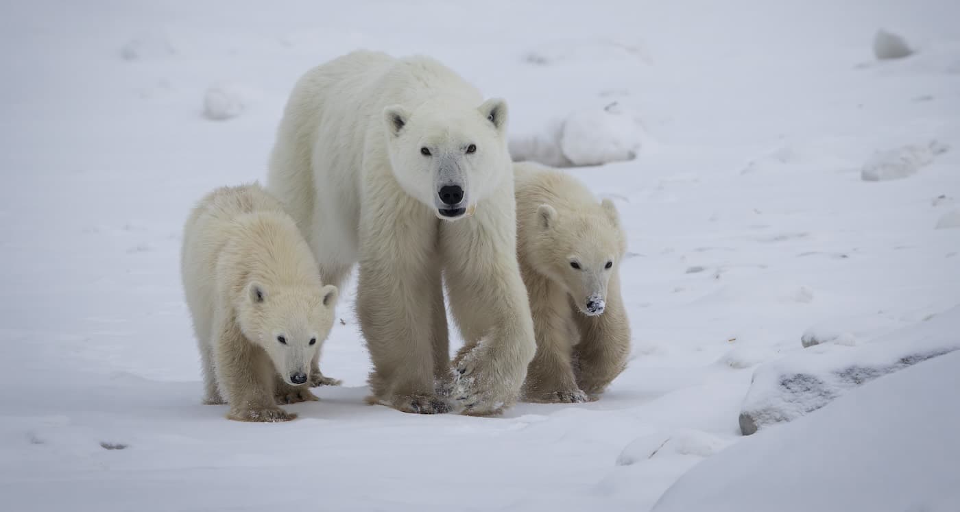 A Polar Bear’s Heartwarming Adoption: Love Knows No Bounds in the Wild!