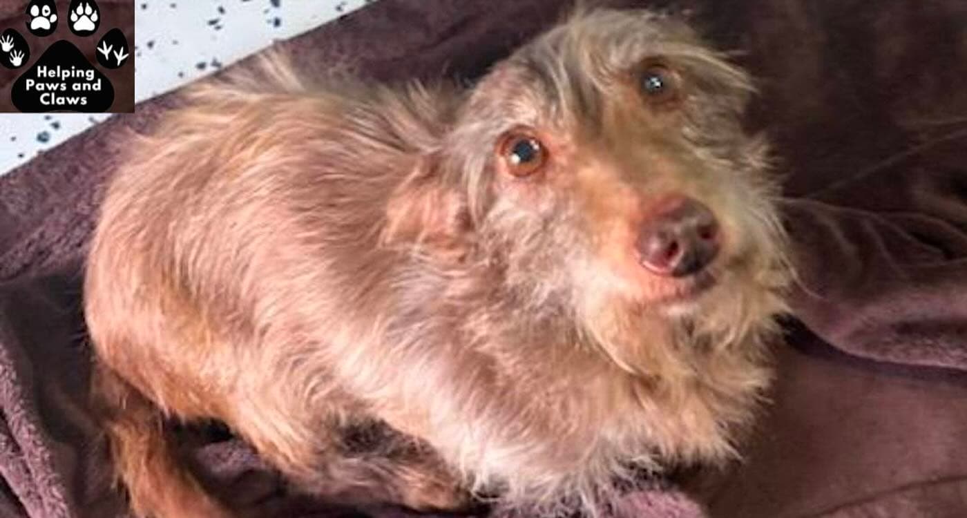 Lost Fido: How a Microchip and a Kind Stranger Brought This Dog Home for Christmas